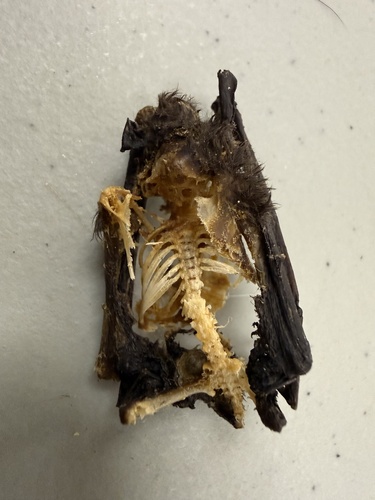 Evening Bat observed by msluhu