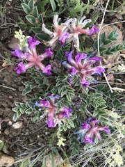 Astragalus shortianus