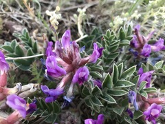 Astragalus shortianus