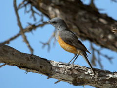 Littoral Rock-Thrush photo 2
