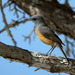 Littoral Rock-Thrush - Photo (c) Frank Vassen, some rights reserved (CC BY)