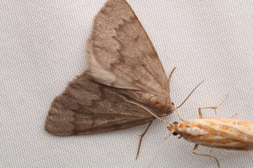Pine Conelet Looper Moth photo 2