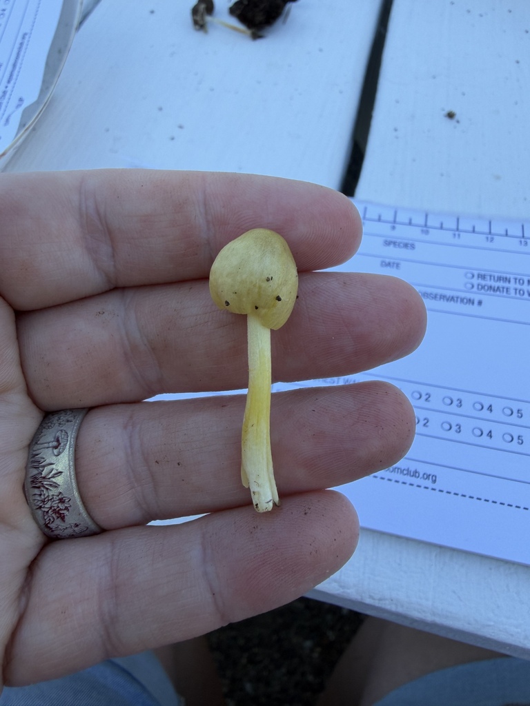 yellow fieldcap · July 2026 · photo: Photo: (c) Julie Travaglini, some rights reserved (CC BY) · iNaturalist