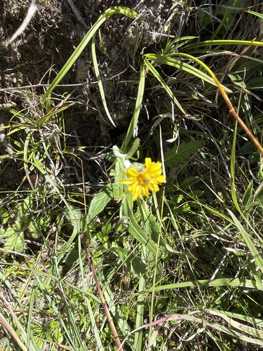 Hieracium morii, 2026-07-09