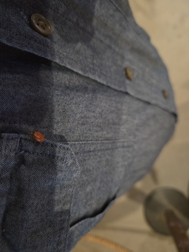 iNaturalist observation photo of Western Polished Lady Beetle