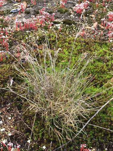 Georgia rush (Juncus georgianus)