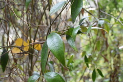 Parsonsia capsularis