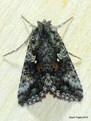Syngrapha altera