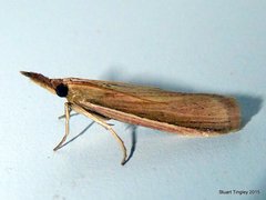 Peoria gematella