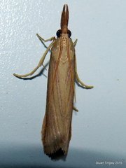 Peoria gematella