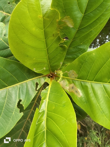 Terminalia catappa
