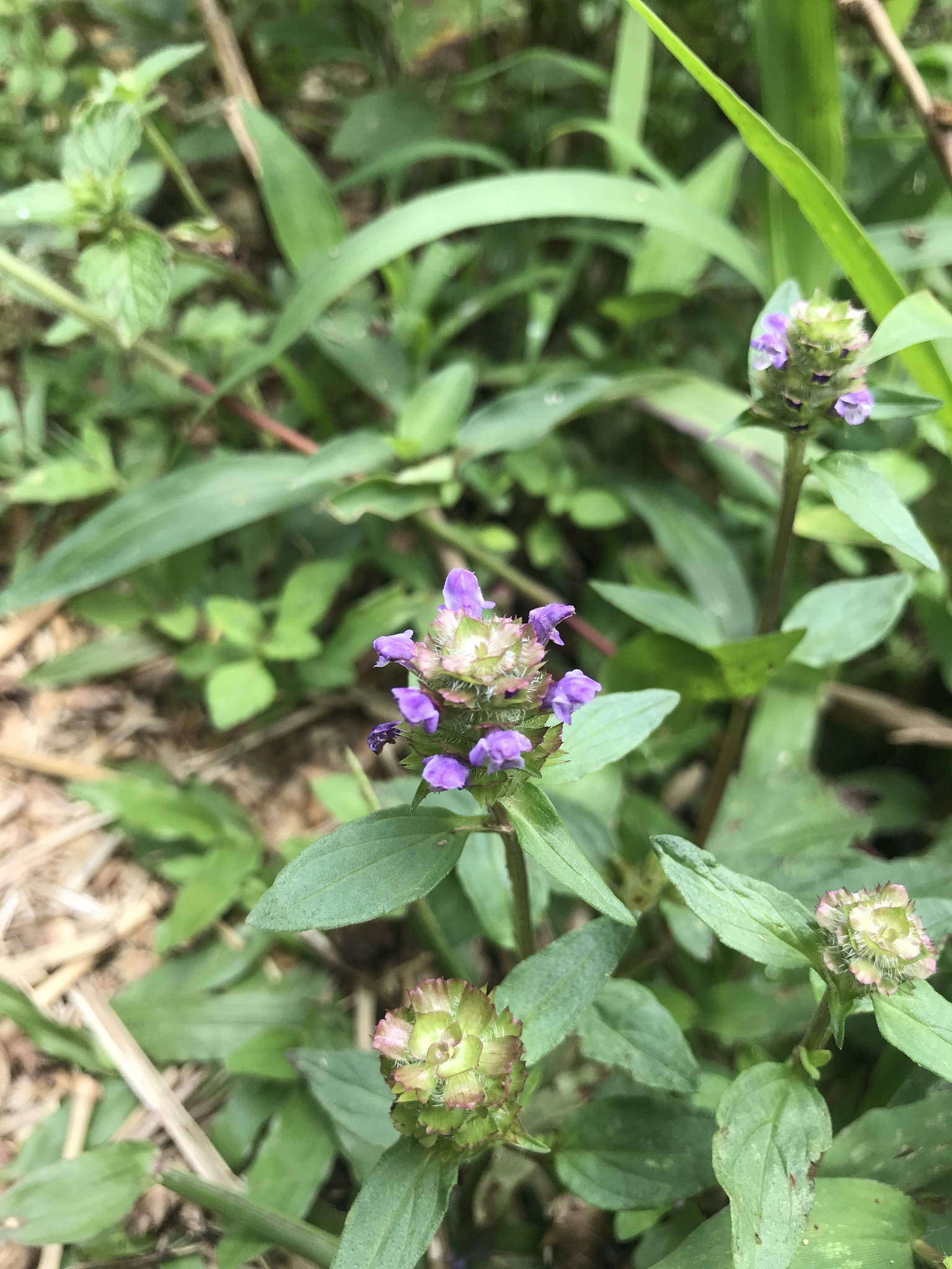 Prunella vulgaris (Prunella vulgaris)