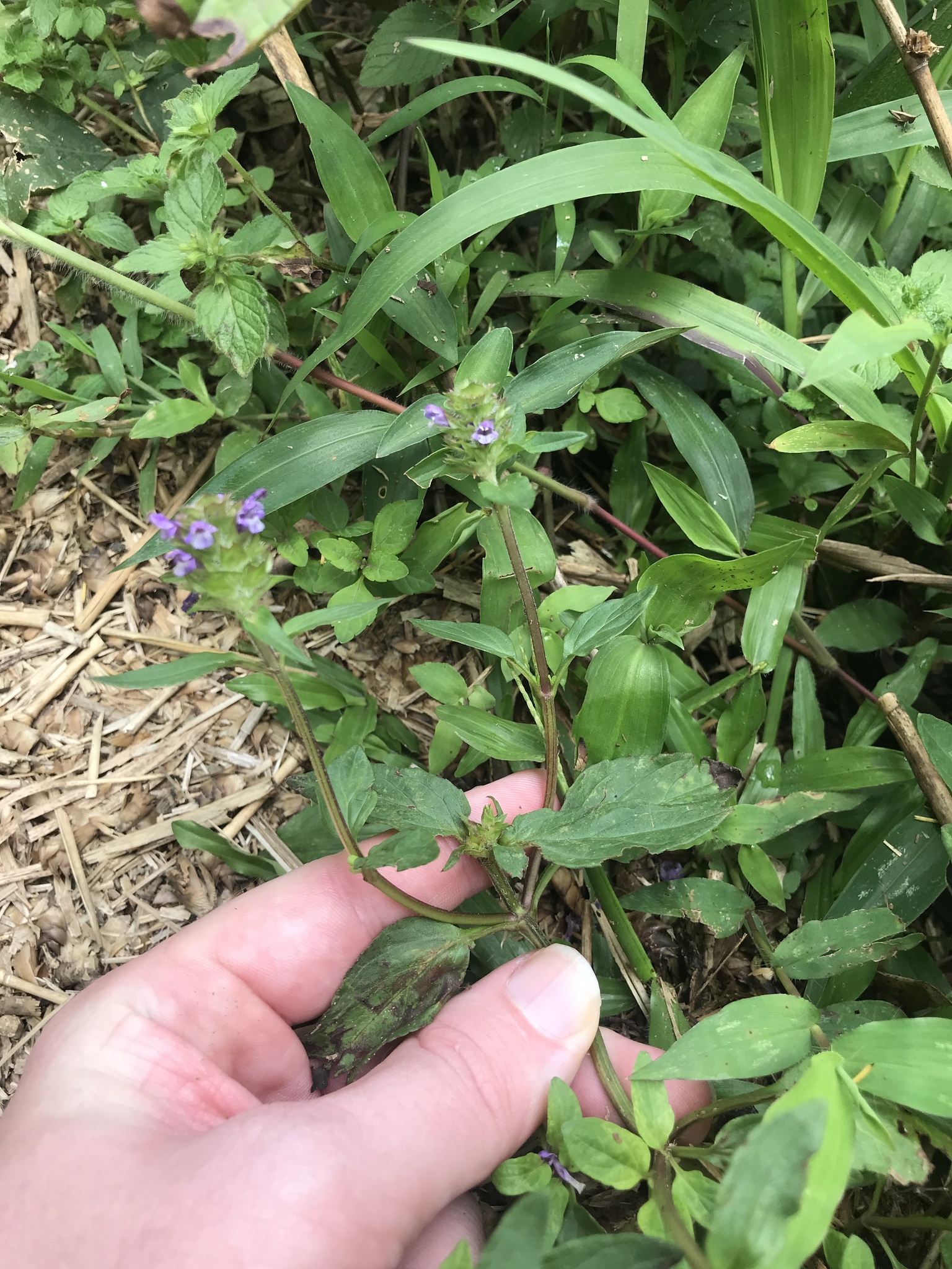 Prunella vulgaris — ảnh 2