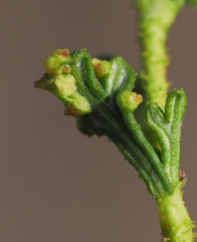 iNaturalist observation photo of Winged and Once-winged Insects