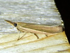 Peoria gematella