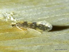 Agraylea multipunctata