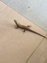 Eutropis longicaudata