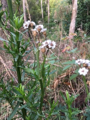 Ixodia achillaeoides