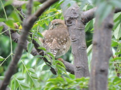 Glaucidium peruanum
