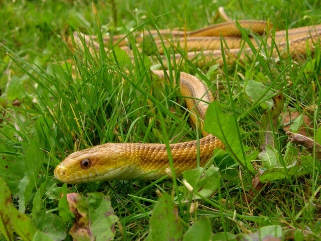 Rough Green Snake (Reptiles of Alabama) · iNaturalist