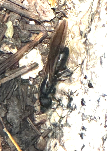 iNaturalist observation photo of Western Black Carpenter Ant