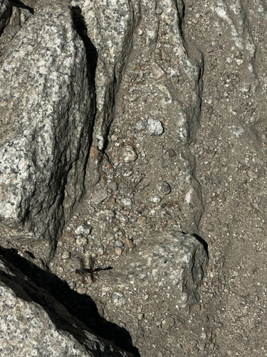 iNaturalist observation photo of Thread-waisted Sand Wasps