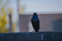 Molothrus bonariensis