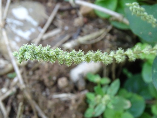 Cyathula prostrata, photograph 4