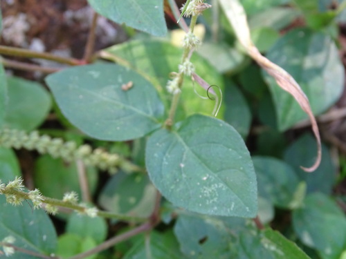 Cyathula prostrata, photograph 2