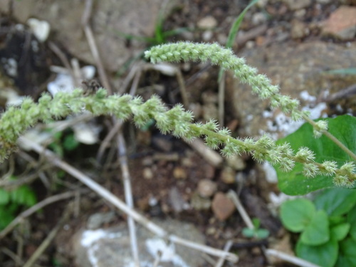 Cyathula prostrata, photograph 3