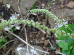 Cyathula prostrata, photograph (c) Alexis López Hernández, some rights reserved (CC BY)