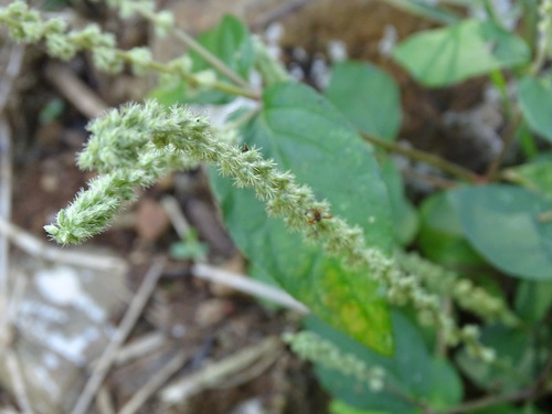Cyathula prostrata, photograph 6