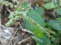 Cyathula prostrata, photograph (c) Alexis López Hernández, some rights reserved (CC BY)