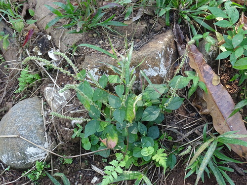 Cyathula prostrata, photograph 5