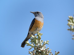 Littoral Rock-Thrush photo 3