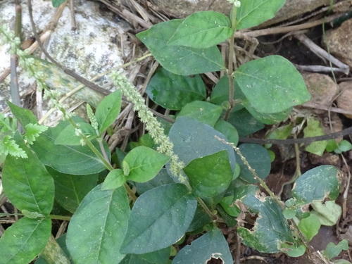 Cyathula prostrata