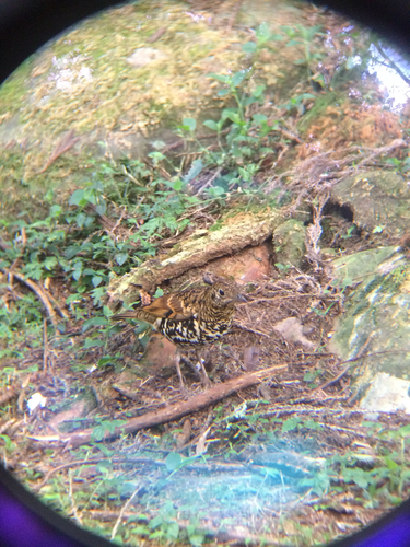 Scaly Thrush (Zoothera dauma), photo 7