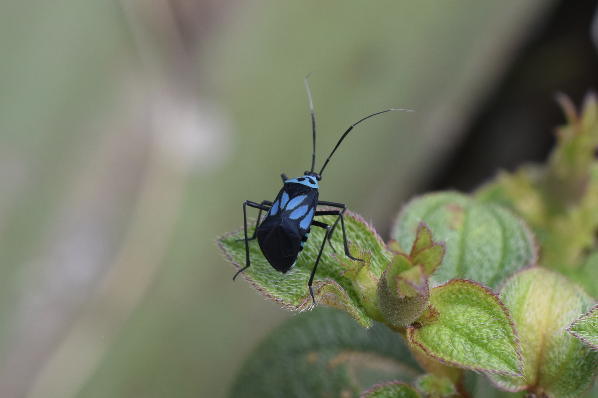 Lampsophorus image