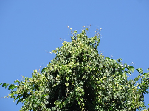 Vitis tiliifolia, photograph 2