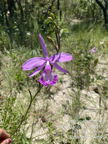 Epistephium sclerophyllum