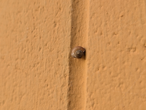Bradybaena similaris observed 2026-07-08