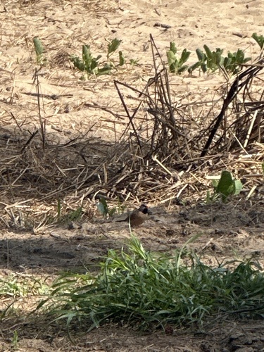 Long-tailed Finch (Poephila acuticauda), photo 4