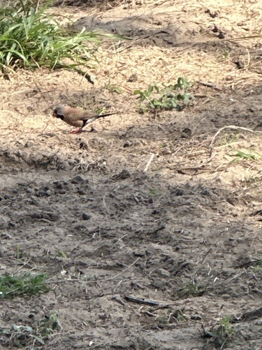 Long-tailed Finch (Poephila acuticauda), photo 3