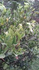 Citrus × aurantiifolia