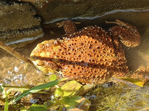 Asiatic Toad