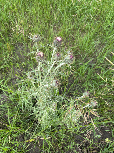 Flodman's thistle