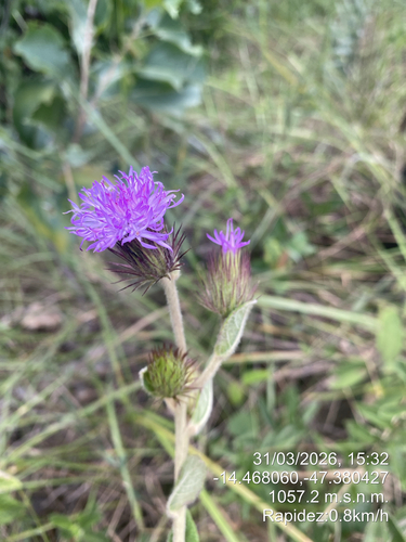 Lessingianthus irwinii