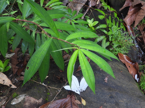 Hellenia speciosa