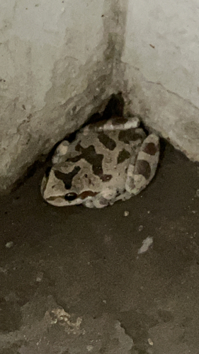 iNaturalist observation photo of Pacific chorus frog