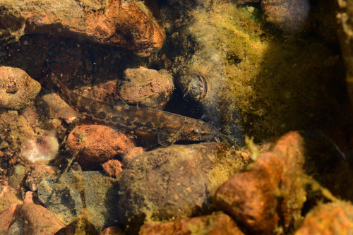 Stone Loach